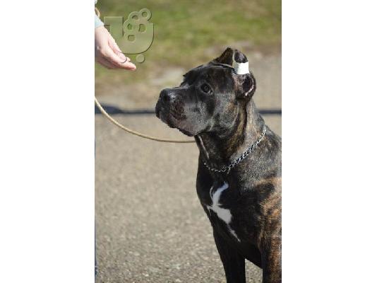 Cane Corso θηλυκό